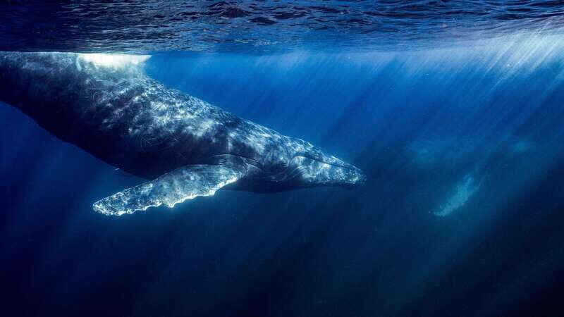 La Paz or La Ventana: Ocean Safari - The Sum Up: Why This Ocean Safari Is a Worthwhile Experience