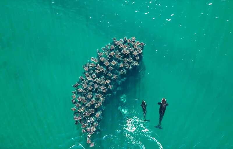 La Paz or La Ventana: Ocean Safari - FAQ