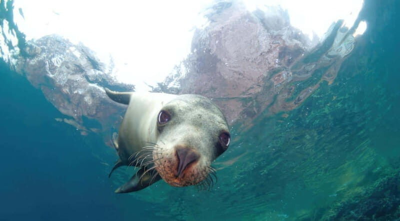 La Paz: Sea Lion Snorkeling at Espirtu Santo Island - What the Tour Includes and What to Expect