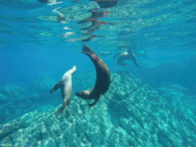 La Paz: Sea Lion Snorkeling at Espirtu Santo Island - Authentic Experiences and Traveler Perspectives