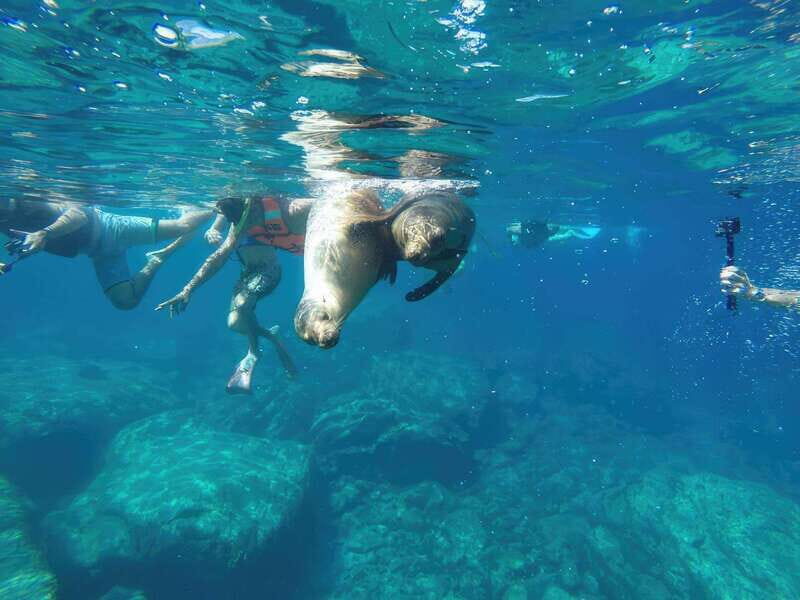 La Paz: Sea Lion Snorkeling at Espirtu Santo Island - Final Thoughts: Is This Tour Worth It?