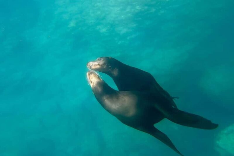 La Paz: Sea Lions & Mega-Paddleboard Tour in Espiritu Santo - An In-Depth Look at the Experience