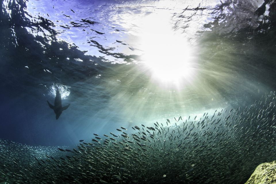 La Paz: Snorkeling Trip to Espiritu Santo Island - Lunch and Refreshments Included
