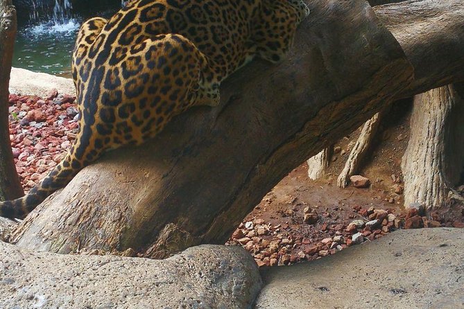 La Paz Waterfall Gardens and Wildlife Refuge Tour From San Jose - Wildlife and Nature Experience
