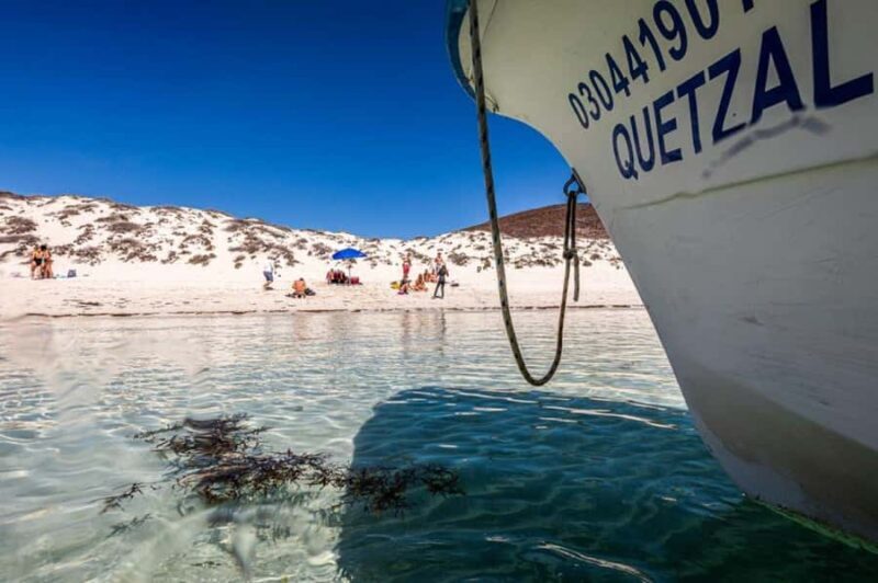 La Paz: Whale Shark and Sea Lions Snorkeling Tour - Key Points