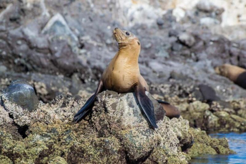 La Paz: Whale Shark and Sea Lions Snorkeling Tour - Detailed Review of the Tour
