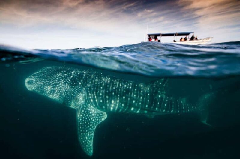 La Paz: Whale Shark and Sea Lions Snorkeling Tour - The Sum Up