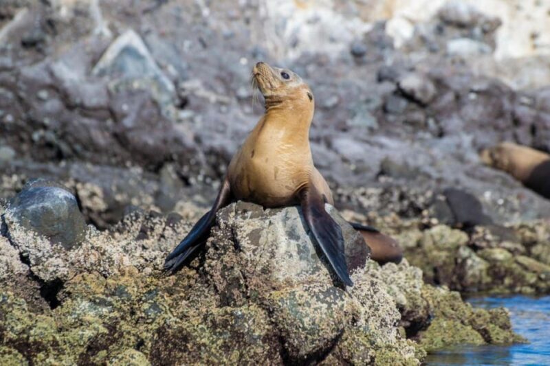 La Paz: Whale Shark and Sea Lions Snorkeling Tour - FAQs