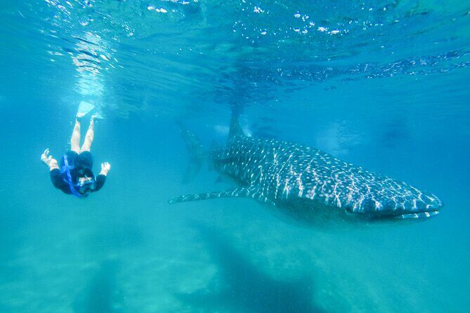 La Paz Whale Shark Snorkeling Tour and Lunch From Los Cabos - Key Points