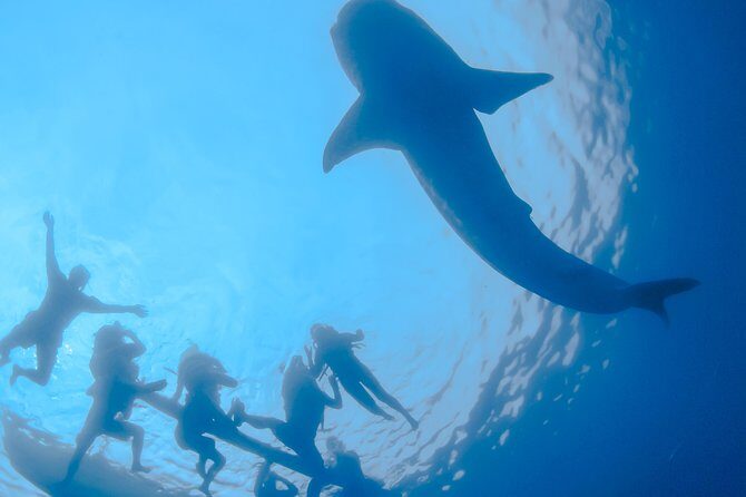 La Paz Whale Shark Snorkeling Tour and Lunch From Los Cabos - The Itinerary in Detail