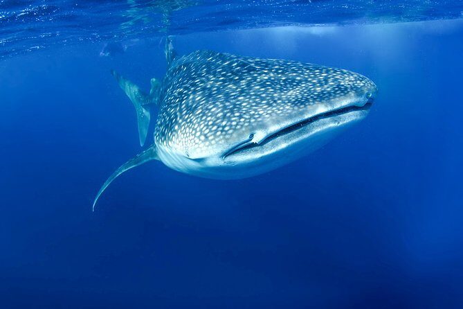 La Paz Whale Shark Snorkeling Tour and Lunch From Los Cabos - Analyzing the Value