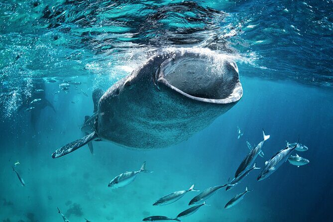 La Paz Whale Shark Snorkeling Tour and Lunch From Los Cabos - Who Should Consider This Tour?