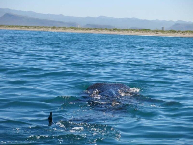 La Paz: Whale Shark Snorkeling Tour - The Value of This Tour