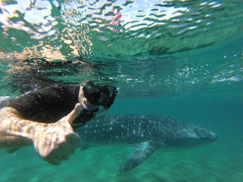 La Paz: Whale Shark Snorkeling Tour - Authentic Encounters and Expert Guidance