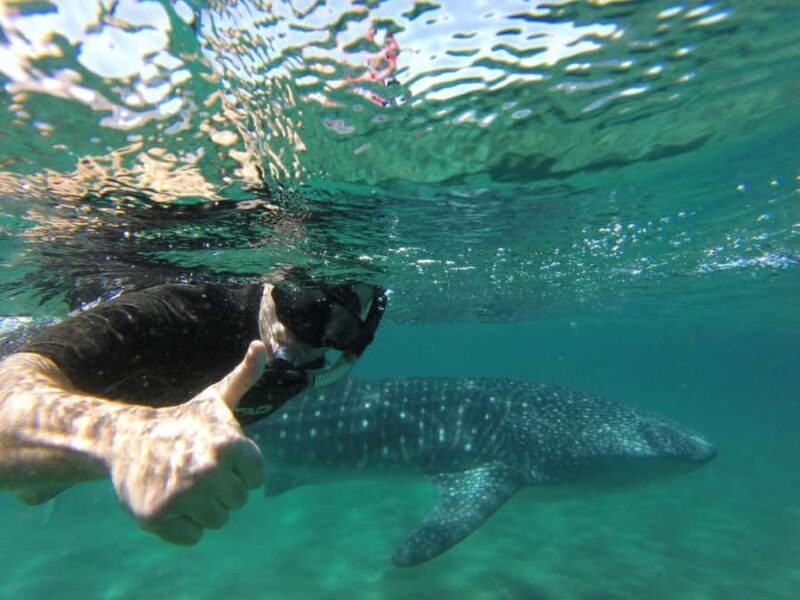 La Paz: Whale Shark Snorkeling Tour - Final Thoughts: Who Should Sign Up?