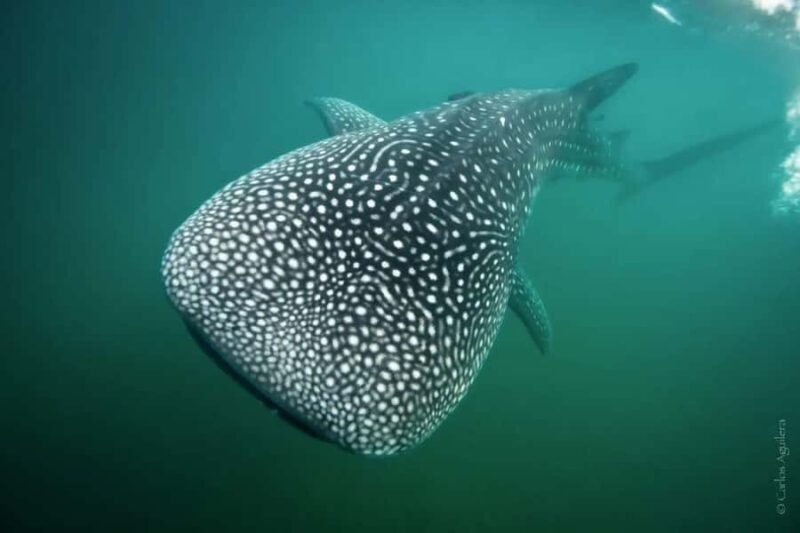 La Paz: Whale Shark Swimming Adventure with Marine Biologist - Key Points