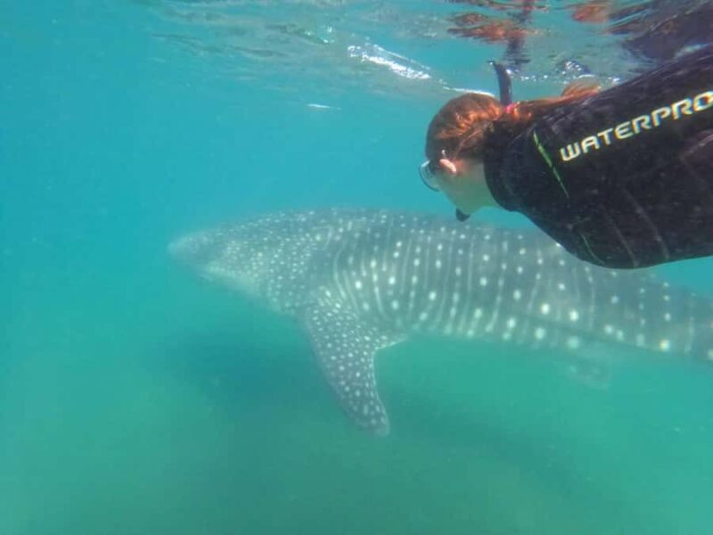 La Paz: Whale Shark Swimming Adventure with Marine Biologist - Introduction: Why This Tour Stands Out