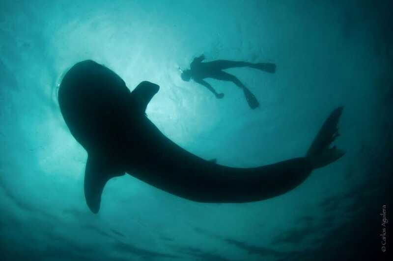 La Paz: Whale Shark Swimming Adventure with Marine Biologist - The Sum Up