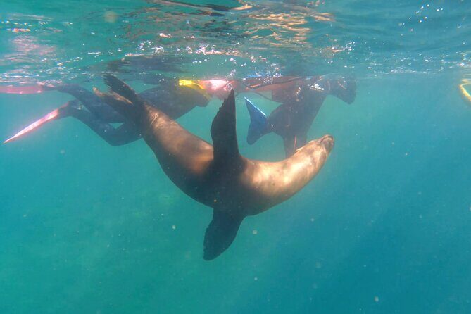 La Paz Wildlife Ocean Safari & Beach Club Leisure in La Ventana - Introduction: Is This Adventure for You?  