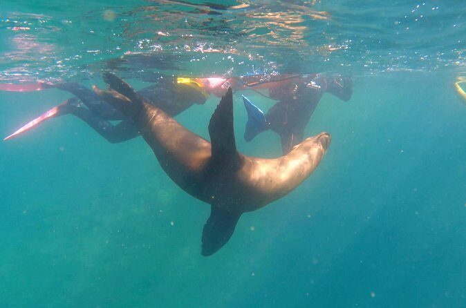 La Paz Wildlife Ocean Safari & Beach Club Leisure in La Ventana - Authentic Feedback and Insights  