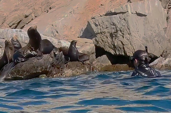 La Paz Wildlife Ocean Safari & Beach Club Leisure in La Ventana - Final Thoughts: Who Should Consider This Tour?  
