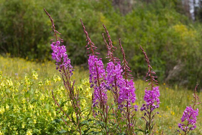 La Plata Canyon Jeep Tour in Colorado - The Sum Up
