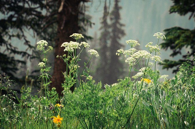 La Plata Canyon Jeep Tour in Colorado - FAQs