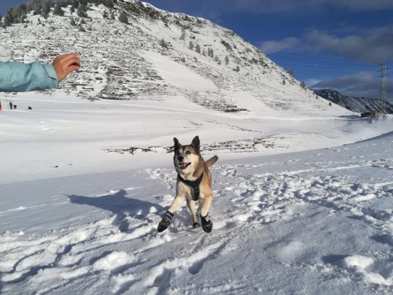 La Raya: Winter Sources Snowshoe Walk - Good To Know
