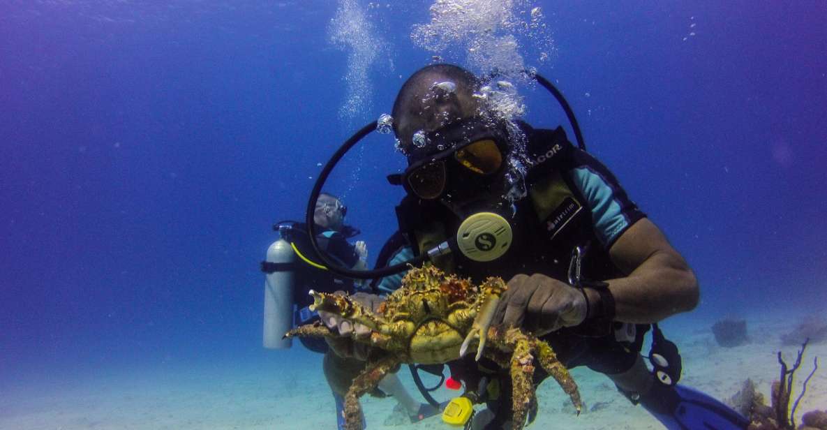La Romana: Scuba Diving in Catalina Island - Key Points