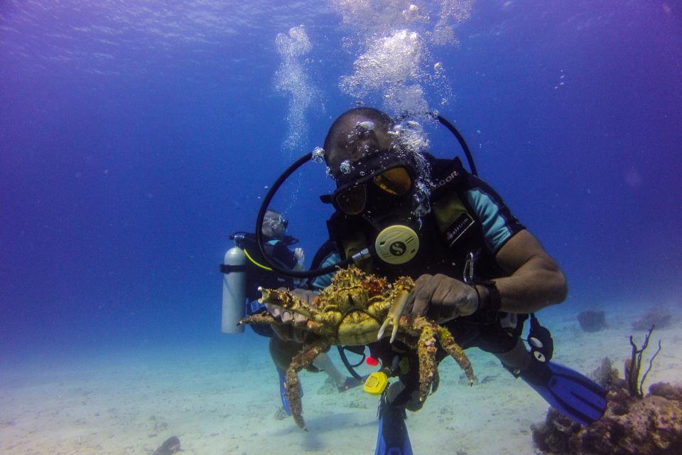 La Romana: Scuba Diving in Catalina Island - Marine Life and Vibrant Ecosystems