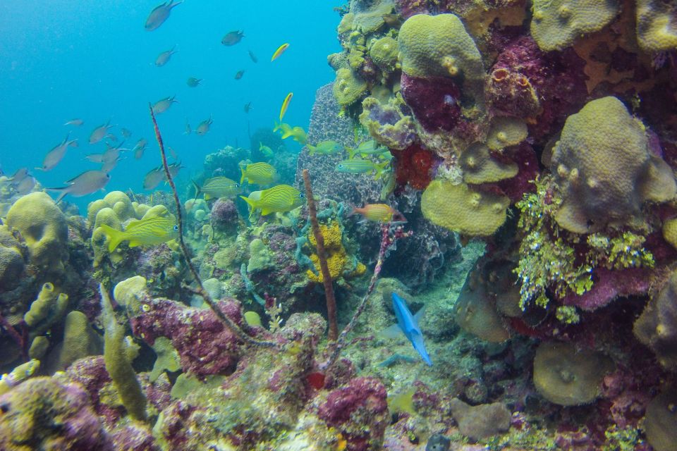 La Romana: Scuba Diving in Catalina Island - Barbecue Lunch and Beverages
