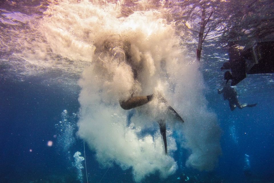 La Romana: Scuba Diving in Catalina Island - Diver Requirements and Certification