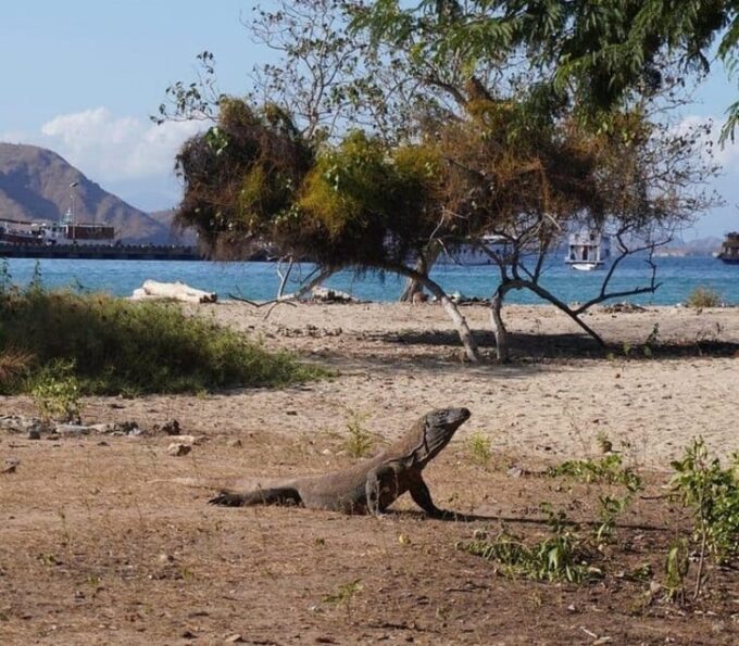 Labuan Bajo: Day Trip 6-Points Komodo Islands With Speedboat - Customer Feedback