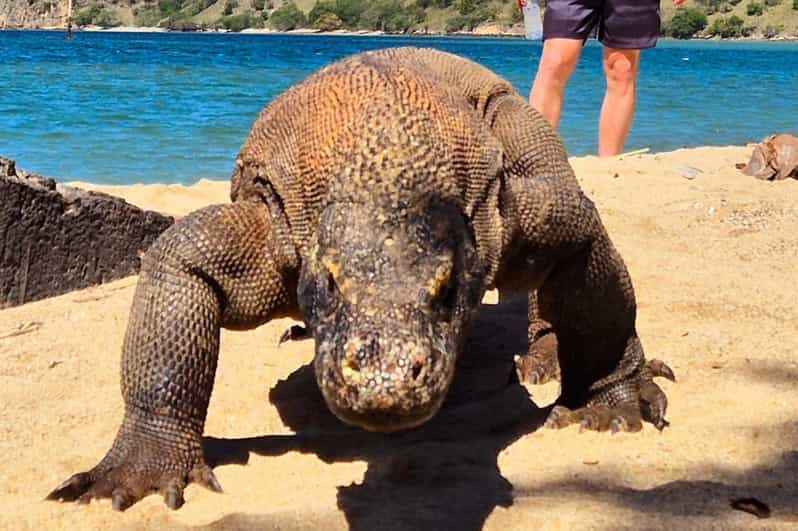 Labuan Bajo: Dragons Day Trip & Island Hopping With All Fee - Good To Know