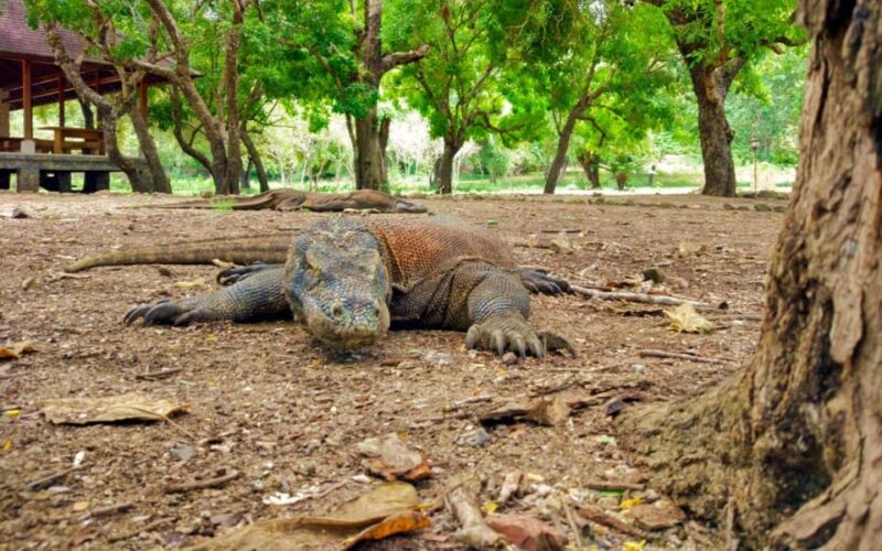 LABUAN BAJO EXCURSIONS : DAY SEA TOUR - Snorkeling at Kanawa Island