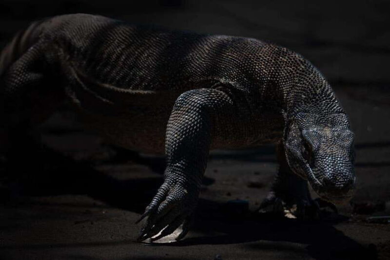 Labuan Bajo: One Day Tour to Explore Komodo National Park - FAQs