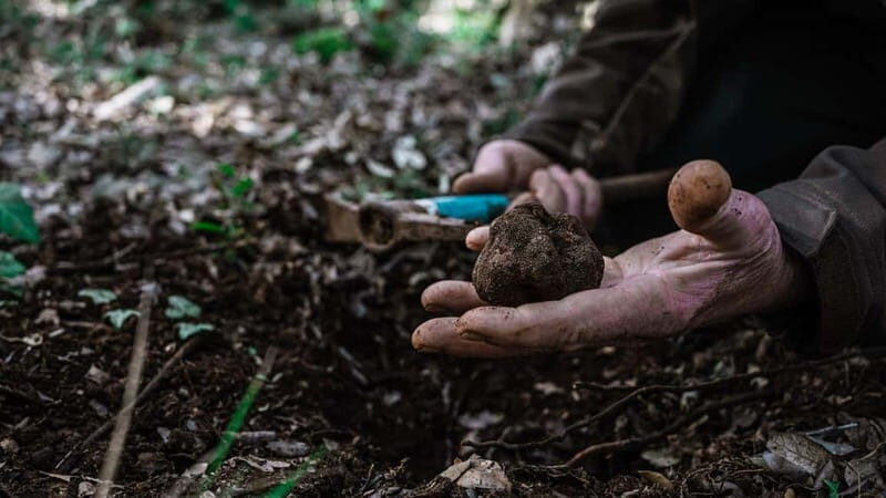 Laconi: truffle hunting excursion with lunch - Who Should Consider This Tour?