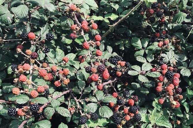 Lady Louisas Walk Guided Tour - Booking and Pricing