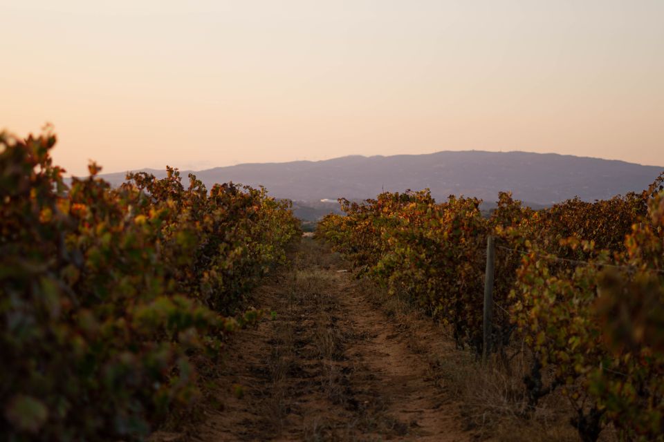 Lagoa: 2.5-Hour Vineyard Dinner With Wine Tasting - Wine Pairing