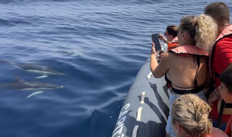 Lagoa: Dolphin Watching & Benagil Tour with Biologist Guide - Key Points