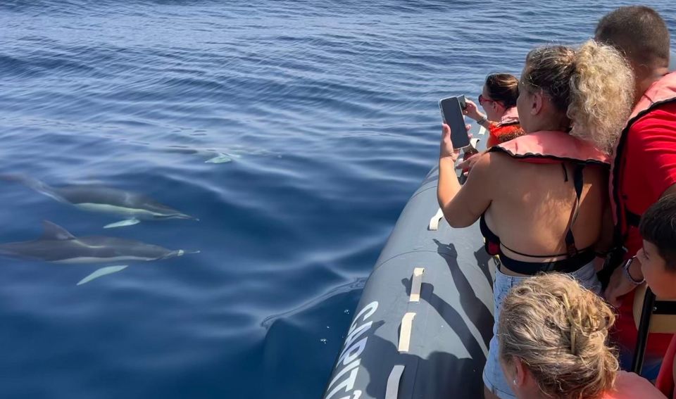 Lagoa: Dolphins Expedition with biologist guide on board - Who This Tour Is Perfect For