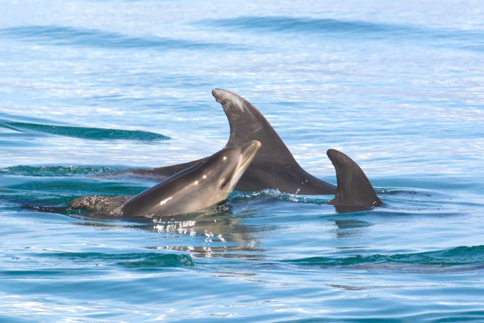 Lagoa: Dolphins Expedition with biologist guide on board - Frequently Asked Questions