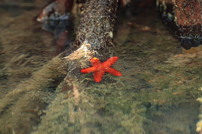 Lagoon Mangrove Tour, Kayaking and Sightseeing from Cancun - Final Thoughts
