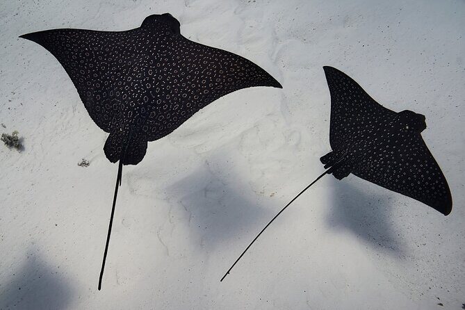 Lagoon Tour - Discover the magnificent lagoon of Moorea - Authentic Reviews — What Travelers Are Saying