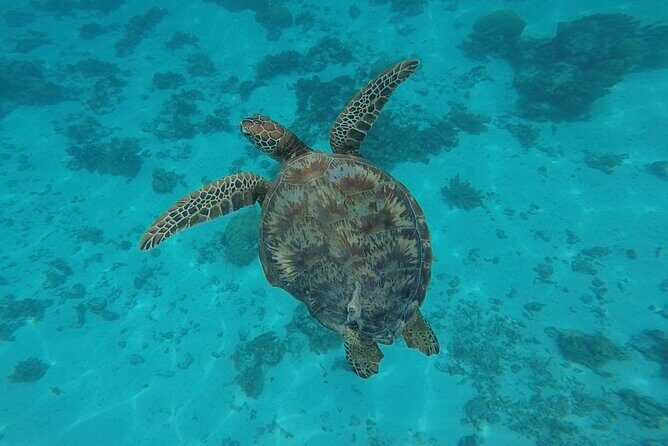 Lagoon Tour in Moorea in Small Group with Lunch - The Sum Up: Is It Worth It?