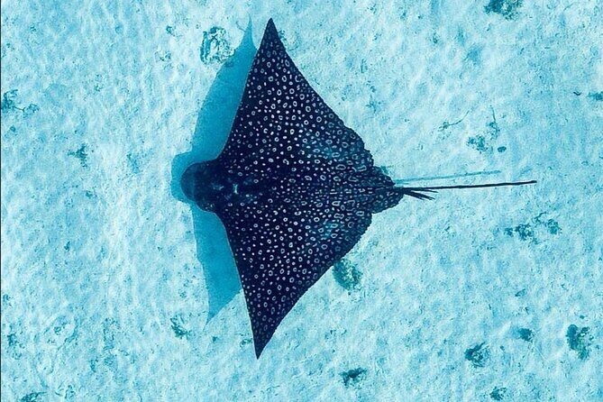 Lagoon Tour + lunch with your feet in the water on a Motu - Key Points