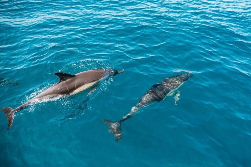 Lagos: Dolphin Watch Tour with Professional Marine Biologist - The Sum Up