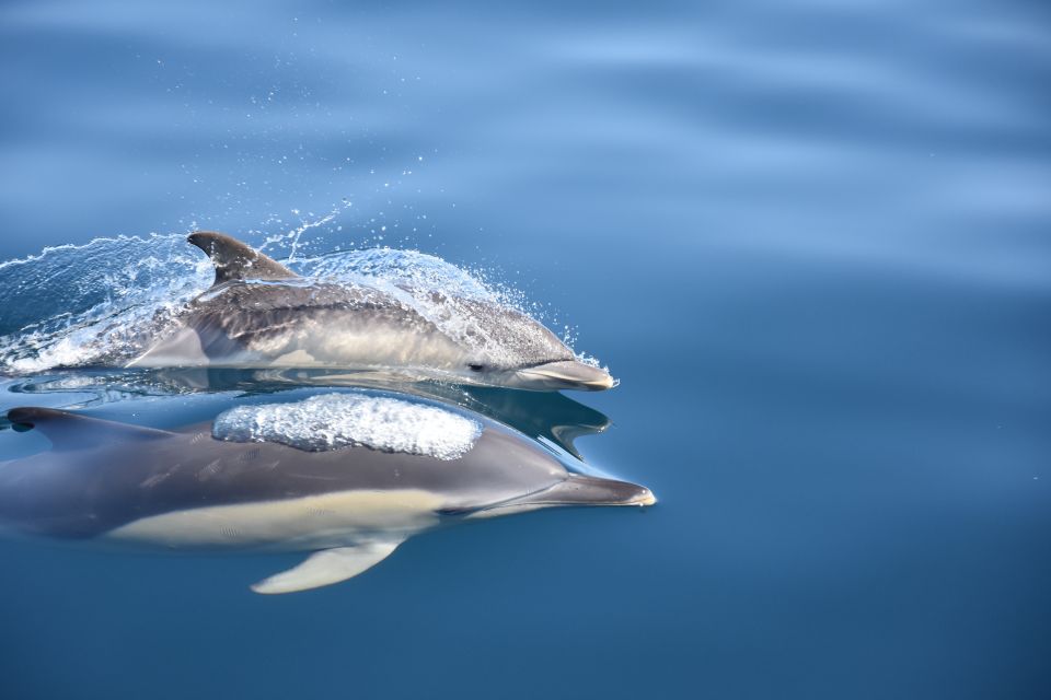 Lagos: Dolphin Watching Boat Tour With Marine Biologists - Customer Reviews