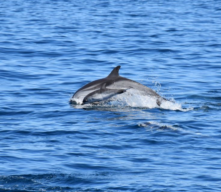 Lagos: Dolphin Watching Boat Tour With Marine Biologists - Important Considerations