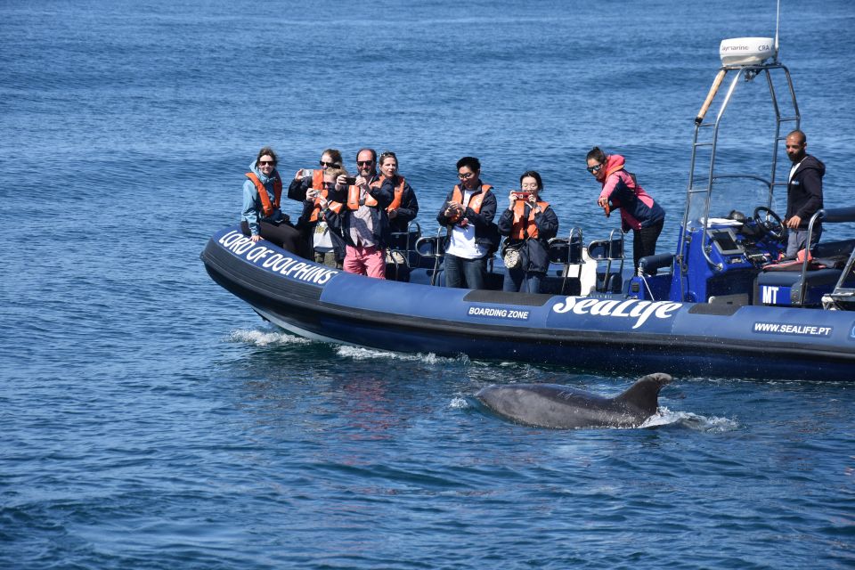 Lagos: Dolphin Watching Boat Tour With Marine Biologists - Directions and Access